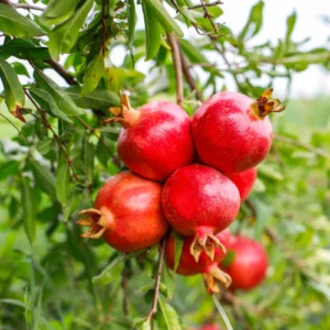 pomegranate sunnah